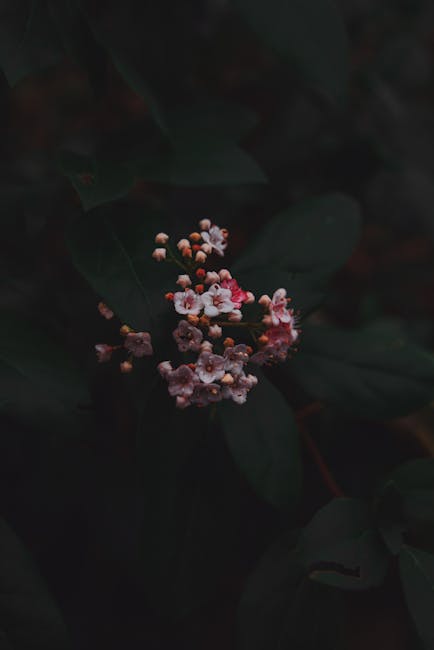 Flowers & Plants - Capture the beauty of blooming Laurustinus flowe #11068344