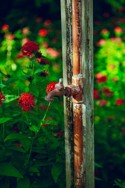 Flowers & Plants - A rusty outdoor faucet stands amidst vibrant red #12317781