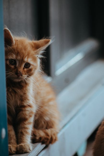 Cute Pets - Close-up of a cute orange kitten sitting by a wi #12606737