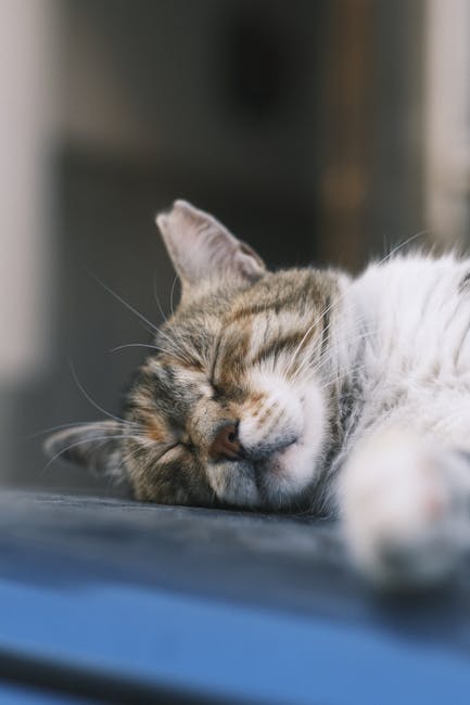 Cute Pets - Close-up of a cute cat sleeping peacefully outdo #13059886