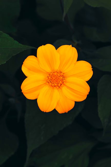 Flowers & Plants - Close-up of a vibrant yellow flower in an Abuja #13671536