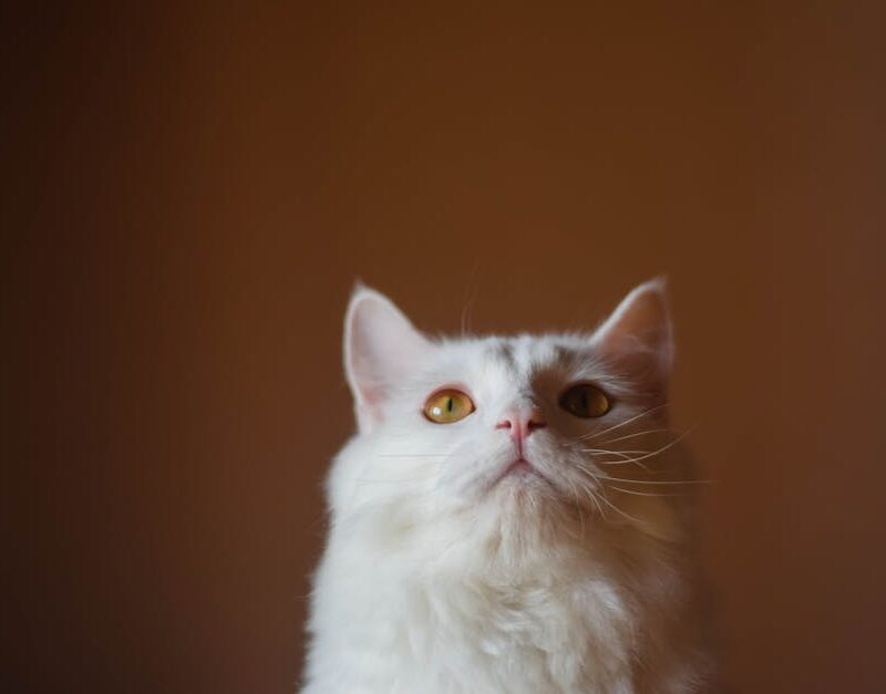 Cute Pets - A close-up of a white Persian cat with a fluffy #14025145