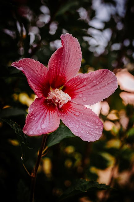 Flowers & Plants - Close-up photo of a pink hibiscus flower with ra #14304655