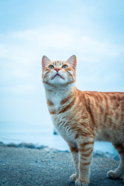 Cute Pets - A ginger tabby cat gazes upward by the ocean, du #15551558