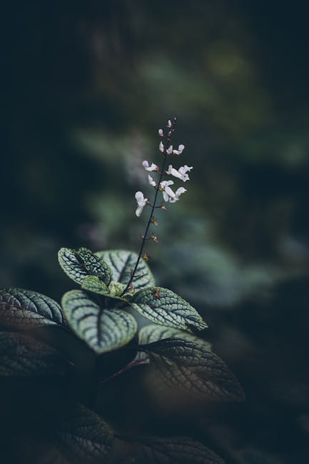 Flowers & Plants - A serene close-up of a delicate white Spur-Flowe #16850518