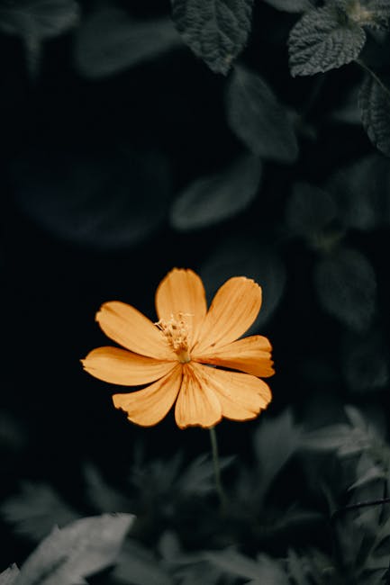 Flowers & Plants - A close-up shot of a vibrant yellow cosmos flowe #17971008