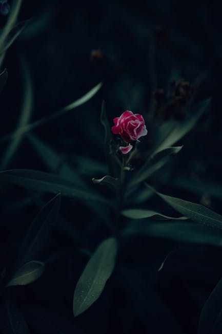 Flowers & Plants - Moody image of a pink flower surrounded by dark #18176375