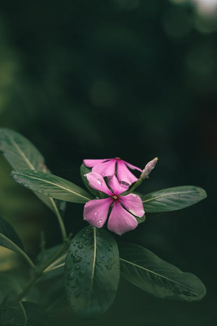 Flowers & Plants - Close-up of a vivid pink periwinkle flower with #20283745