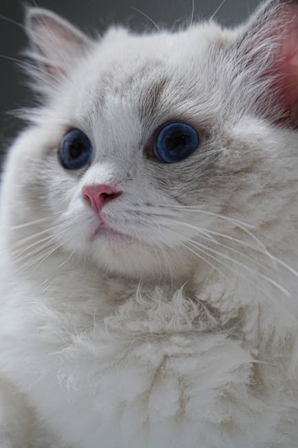 Cute Pets - A close-up portrait of a white fluffy cat with s #23467524