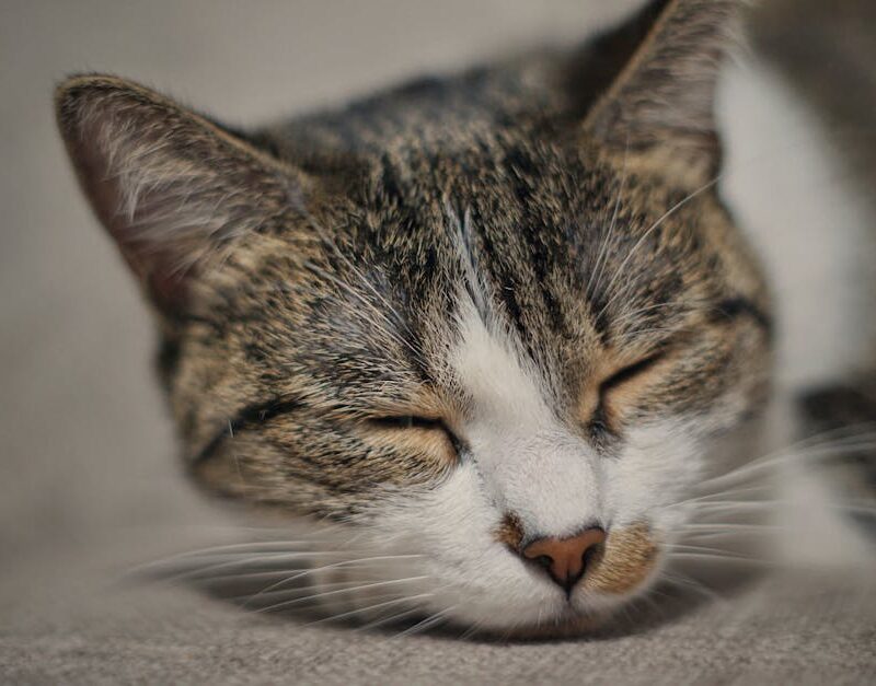 Cute Pets - A serene close-up of a sleepy cat resting indoor #29071948