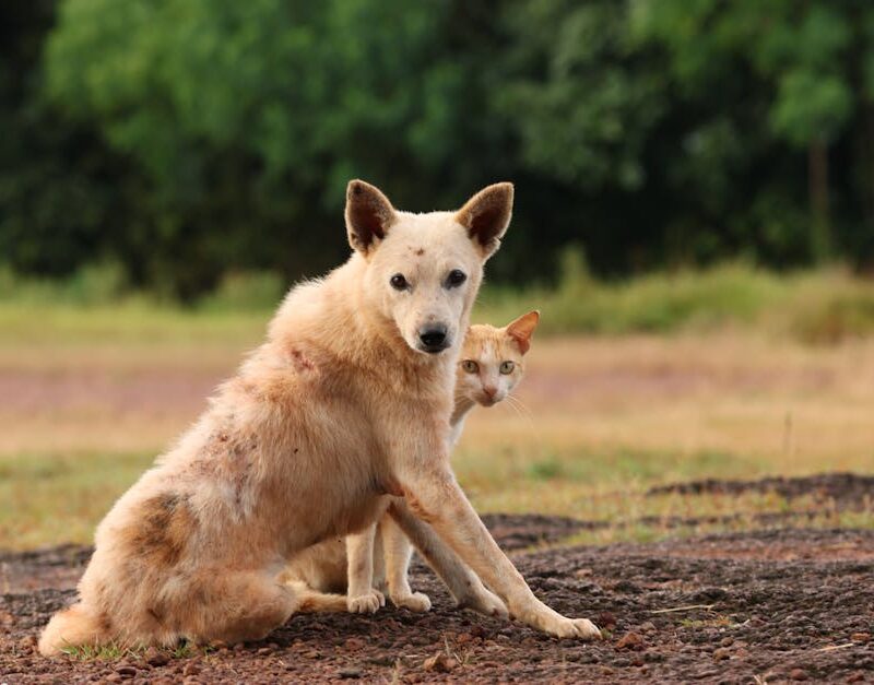 Cute Pets - A dog and cat in an outdoor setting, showcasing #29357039