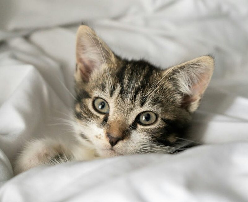 Cute Pets - Adorable tabby kitten relaxing on a white blanke #29995120