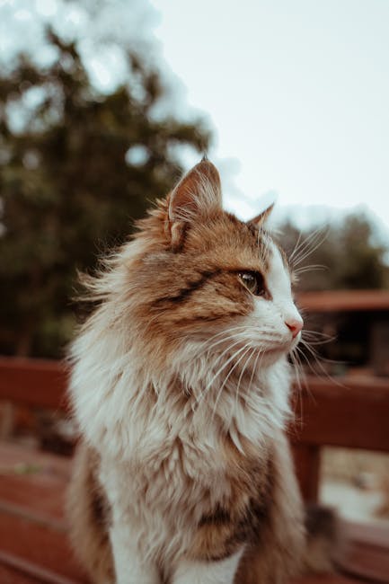 Cute Pets - Side profile of a regal long-haired cat sitting #31378238