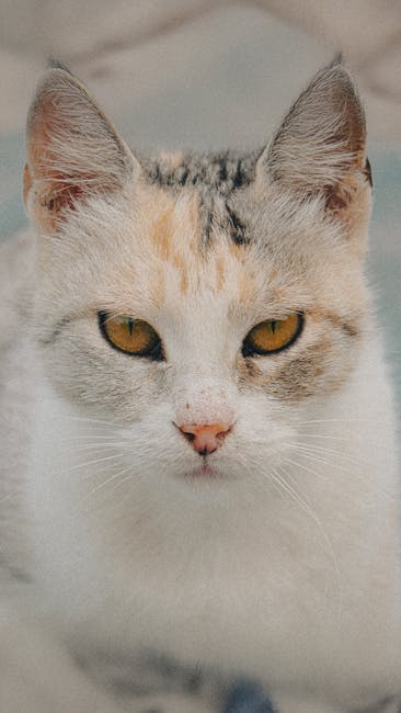 Cute Pets - Detailed portrait of a calico cat staring direct #31831055