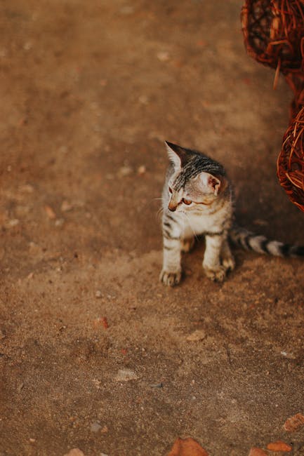 Cute Pets - Adorable striped kitten sitting on rustic ground #31848013