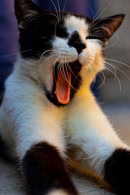 Cute Pets - Close-up of a black and white cat yawning, showc #31917687