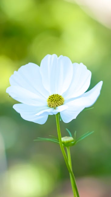 Flowers & Plants - Close-up of a white cosmos flower against a gree #32429284