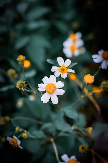 Flowers & Plants - Bright white and yellow wild daisies in focus ag #32664035