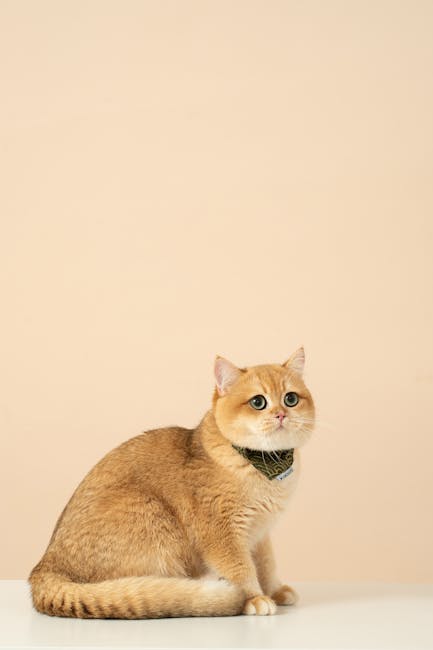 Cute Pets - Adorable British Shorthair kitten sitting on a t #32805663