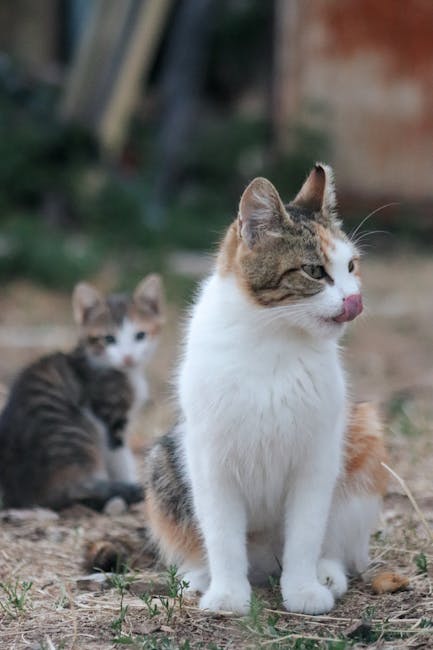 Cute Pets - Two cute calico cats sitting outdoors, one licki #33507209
