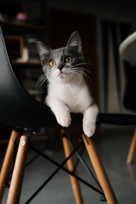 Cute Pets - Playful grey and white kitten on a modern chair #33565726