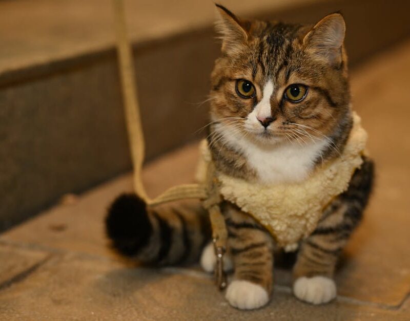 Cute Pets - Adorable tabby cat wearing a cozy sweater sits o #34950716