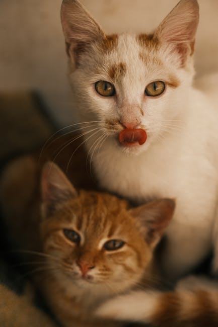 Cute Pets - Two adorable cats, a ginger tabby and a white fe #34990726