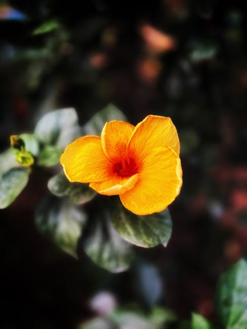 Flowers & Plants - A close-up of a vibrant yellow hibiscus flower w #35281750