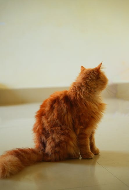 Cute Pets - A fluffy orange cat sitting on the floor, viewed #35367585