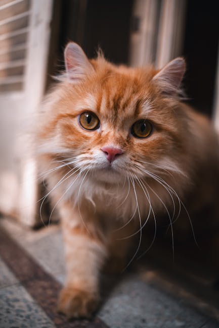 Cute Pets - Adorable ginger Persian cat indoors, showcasing #35405854