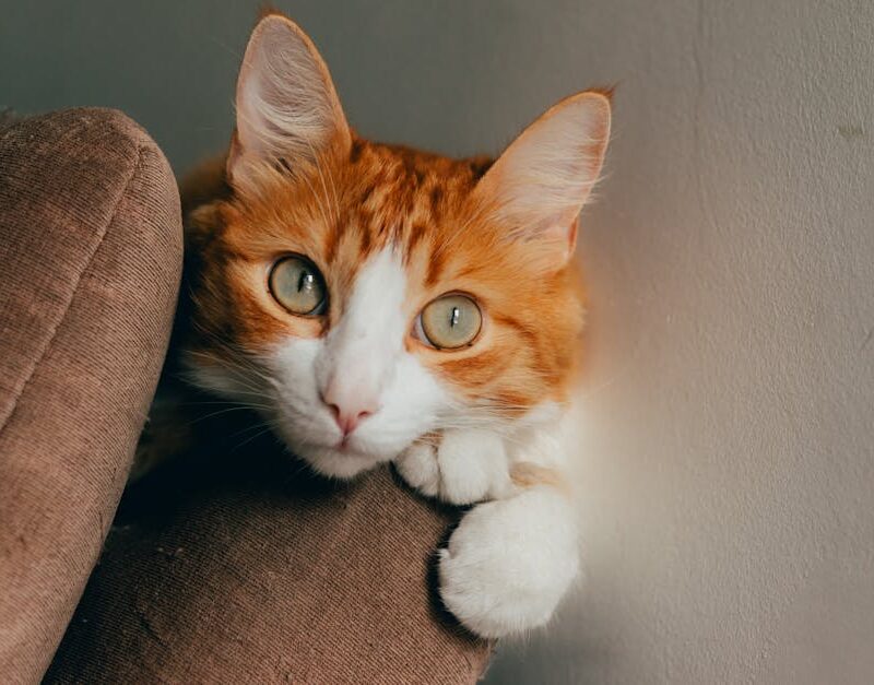 Cute Pets - A cute ginger cat with bright eyes resting on a #35569231
