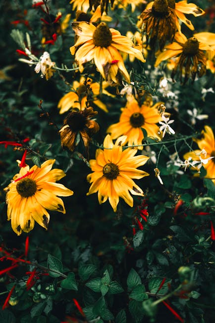 Flowers & Plants - A vibrant display of sunflowers in a lush garden #35657720