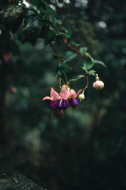 Flowers & Plants - Close-up of vibrant fuchsia flowers against a mi #35657738