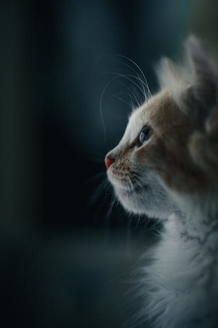Cute Pets - Side profile of a fluffy cat with soft lighting, #36249906