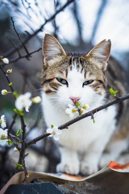 Cute Pets - Charming blue-eyed cat sniffing blossoms, amidst #36546206