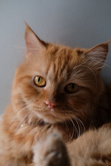 Cute Pets - A detailed close-up of a fluffy ginger Persian c #36563778