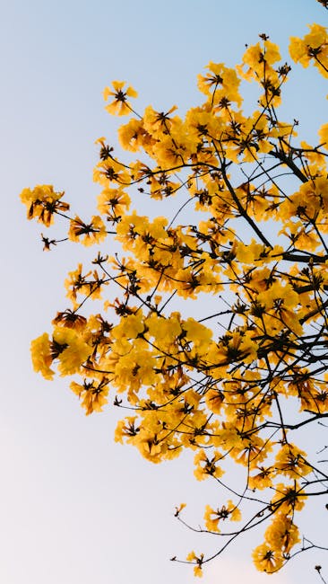 Flowers & Plants - Vibrant yellow flowers blossoming on branches se #36583581