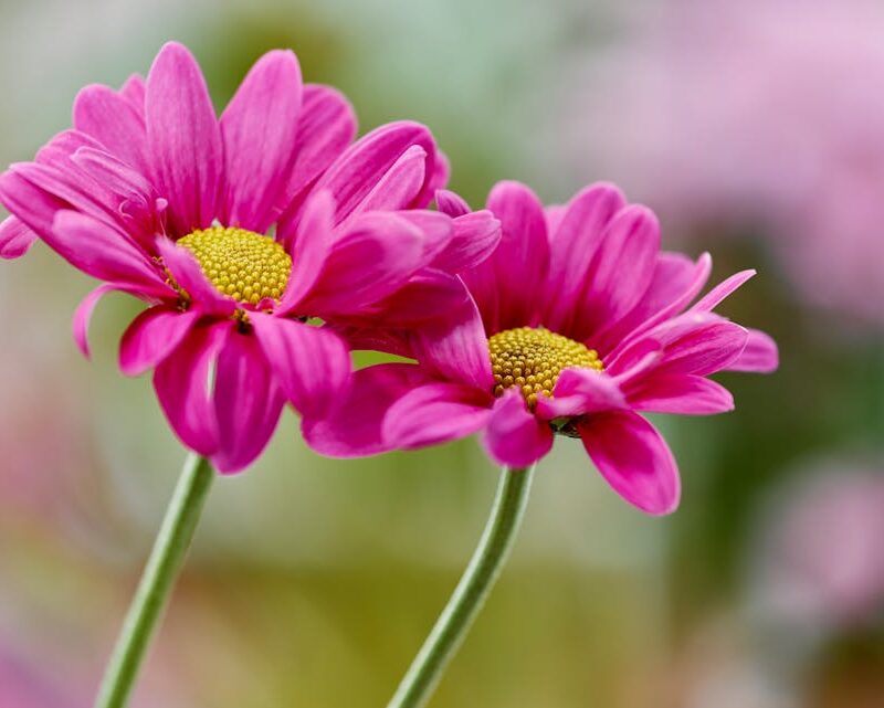 Flowers & Plants - Close-up of vibrant pink daisies with yellow cen #36815658