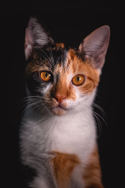 Cute Pets - Close-up portrait of a calico cat with striking #3777620