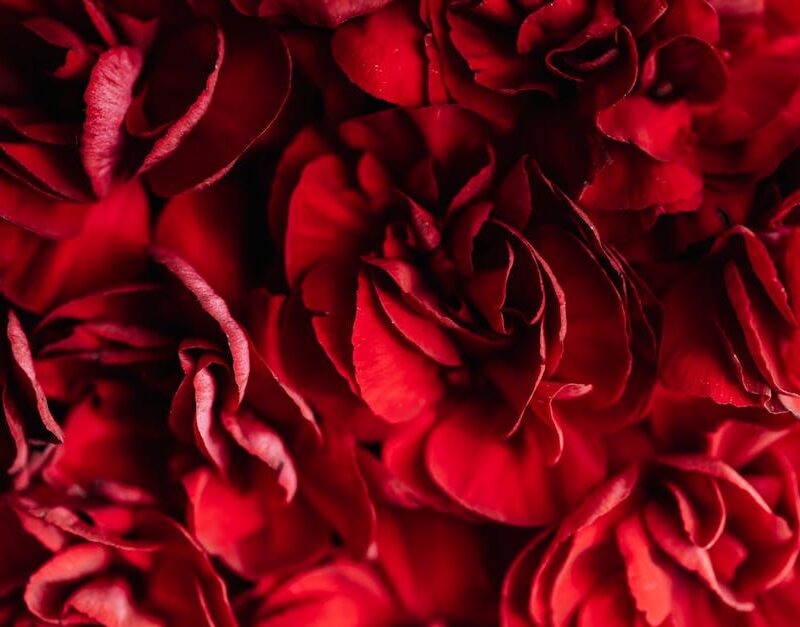 Flowers & Plants - Closeup top view of fresh vivid red and beautifu #4195587