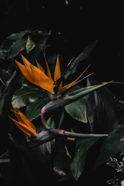 Flowers & Plants - A close-up of vibrant Bird of Paradise flowers a #5947502