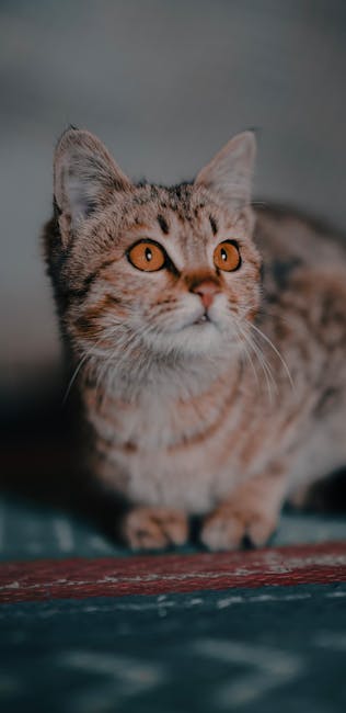 Cute Pets - Close-up of an adorable tabby cat with captivati #7024546